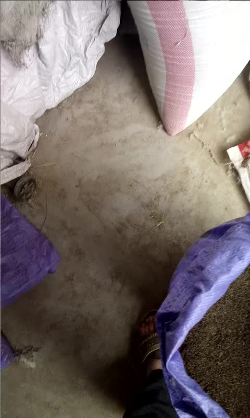 刚采的蒲公英籽纯新有要的联系