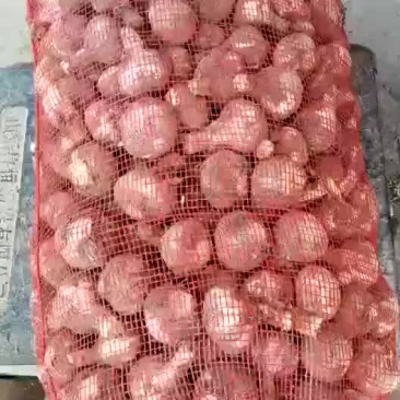 大蒜