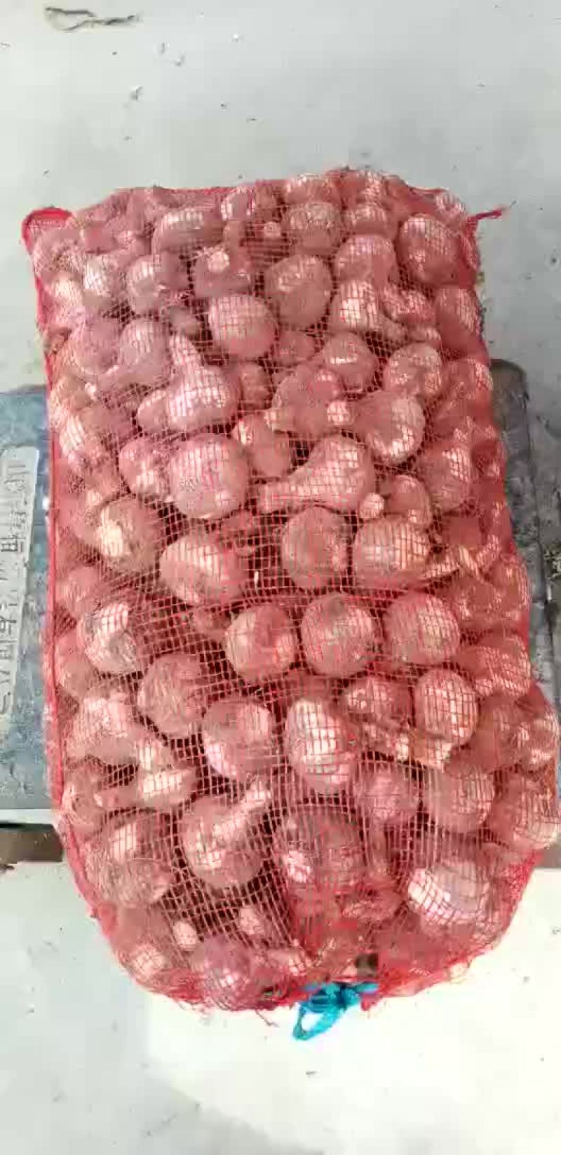 大蒜