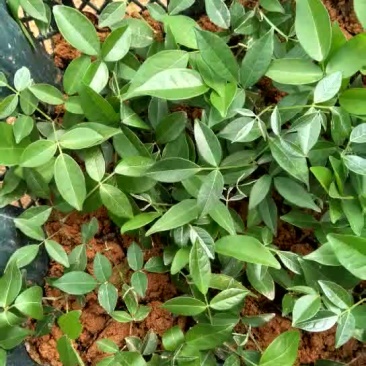 药材