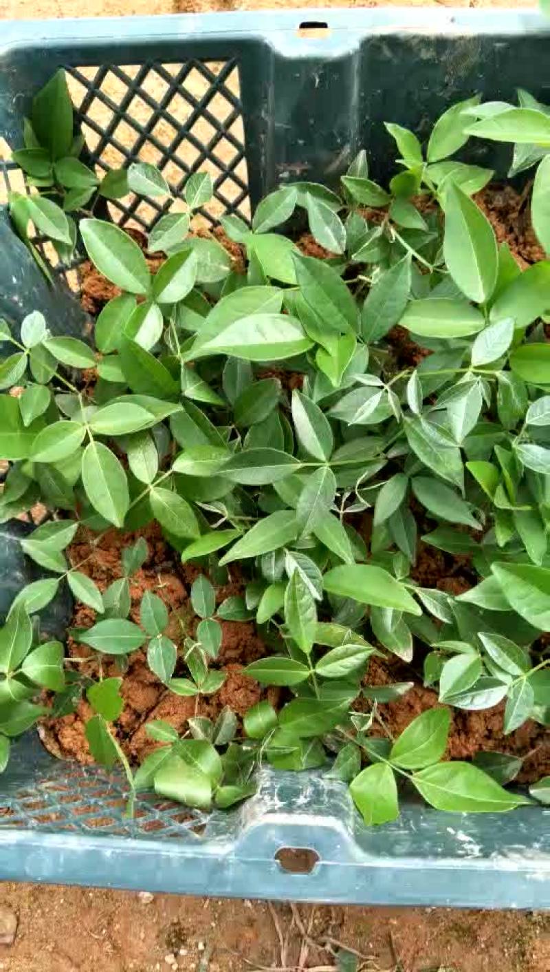 药材