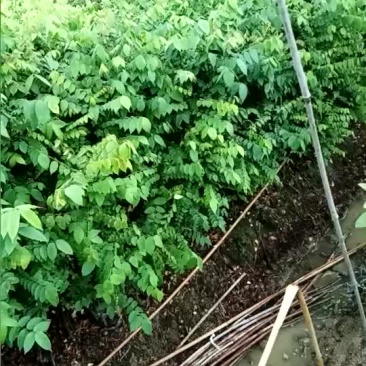 杨桃