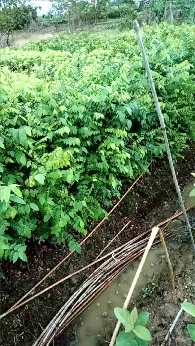 杨桃