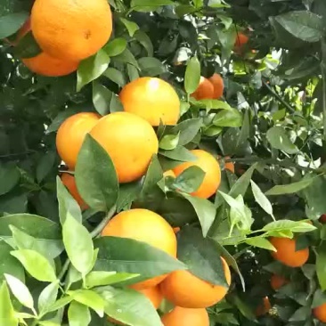 茂谷柑