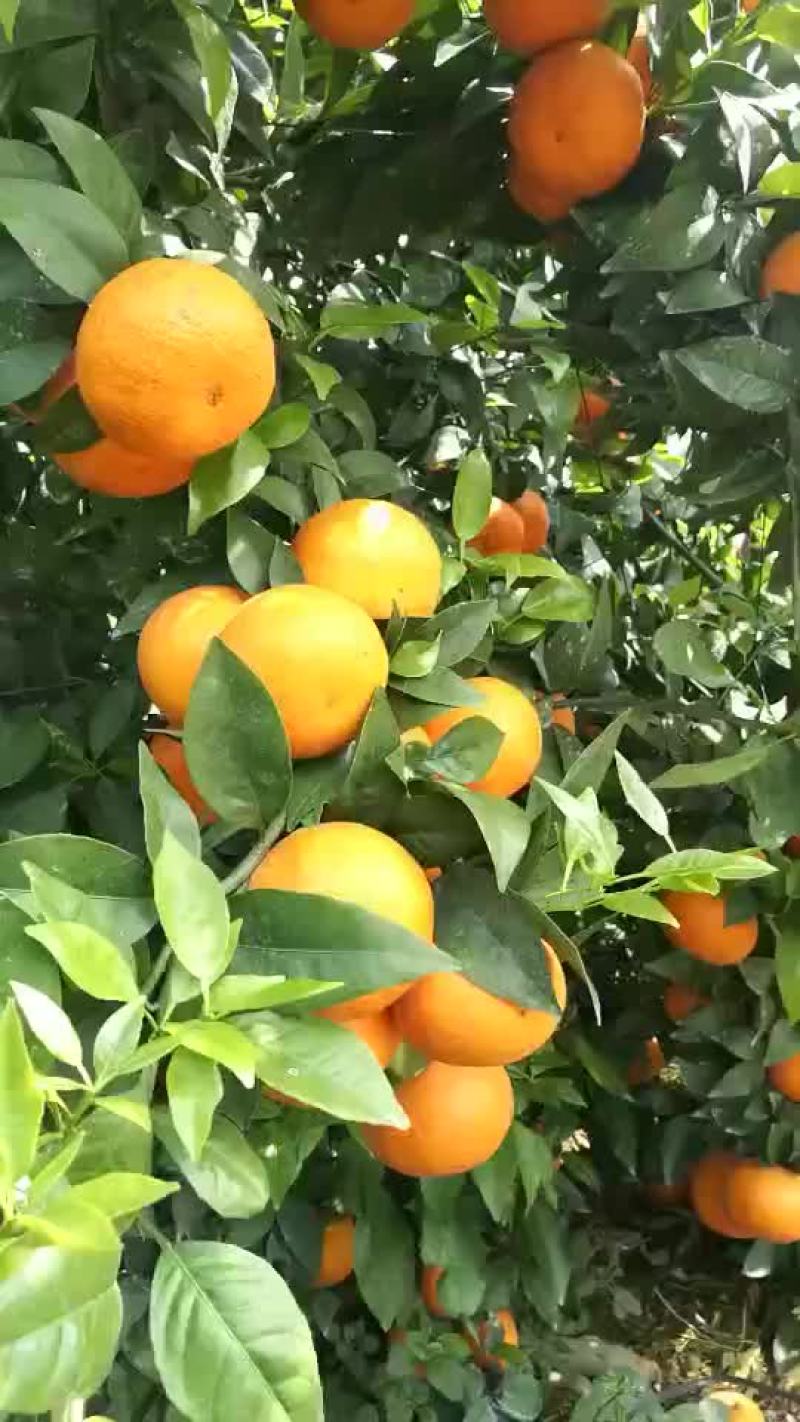 茂谷柑