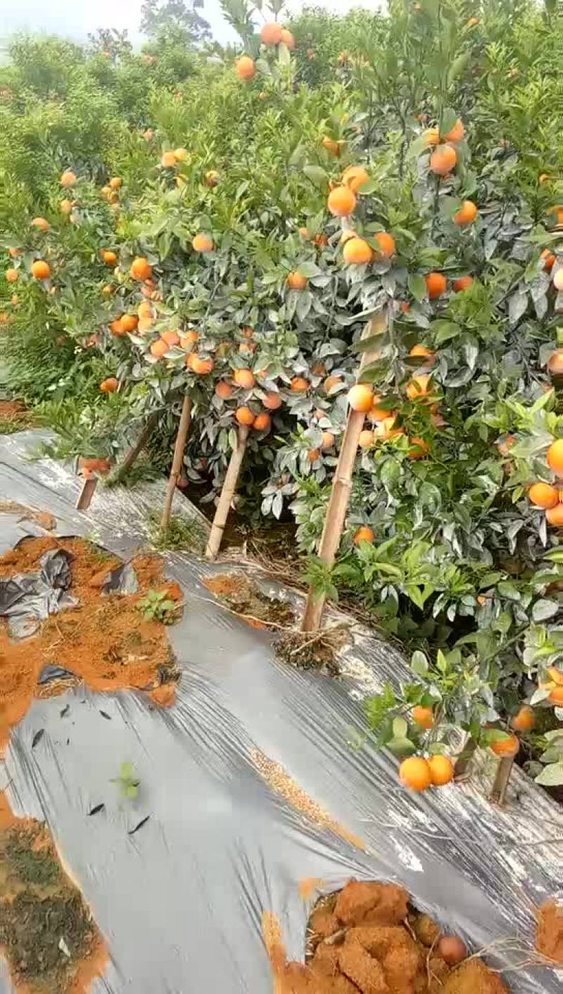 茂谷柑