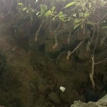 盆栽苹果树苗批发价格