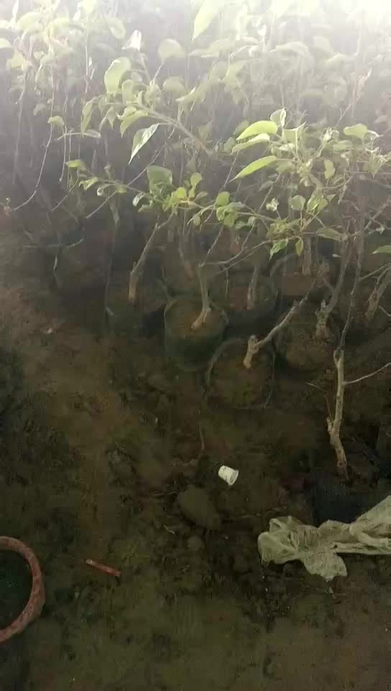 盆栽苹果树苗批发价格