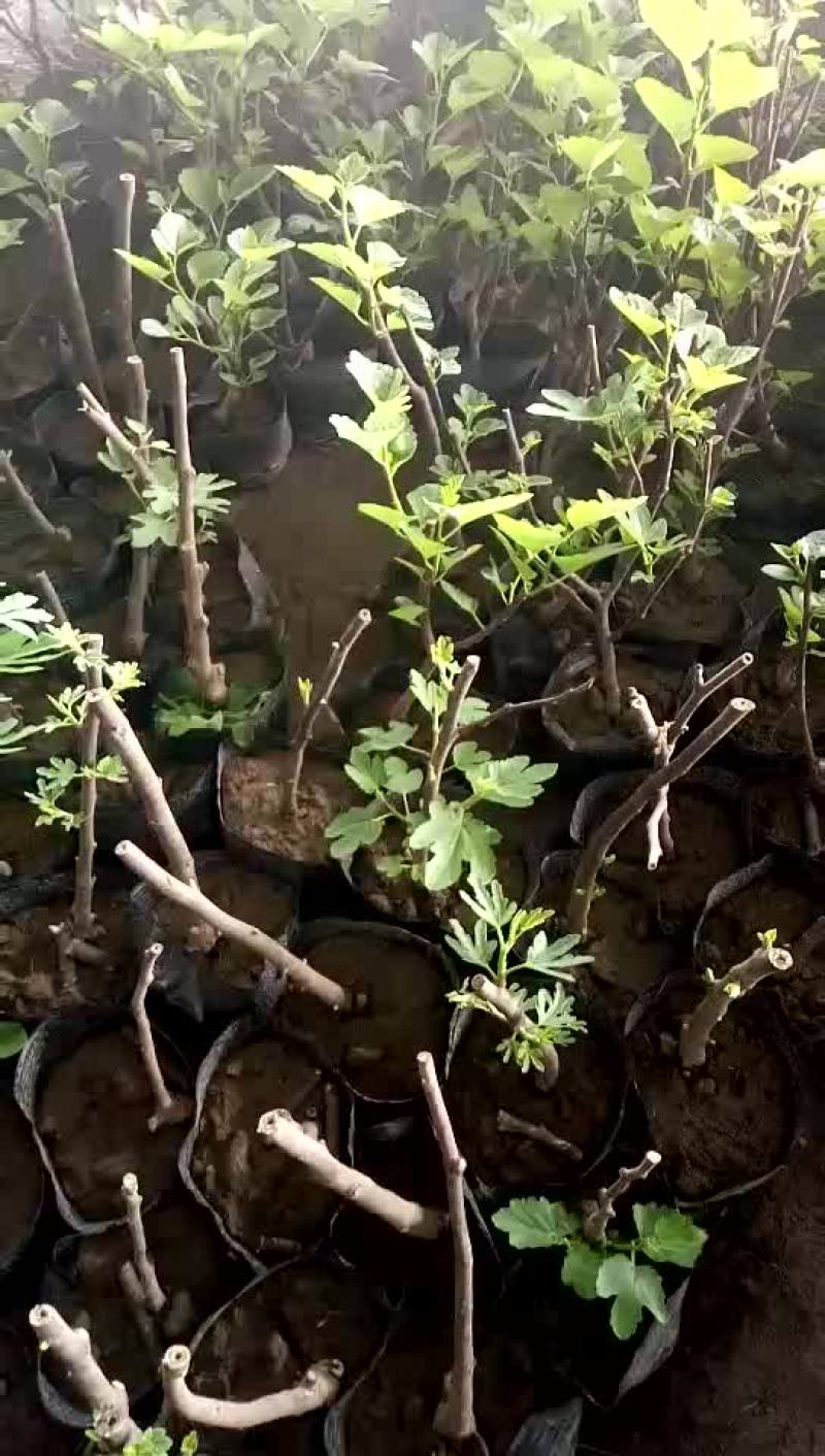 盆栽无花果树苗批发价格