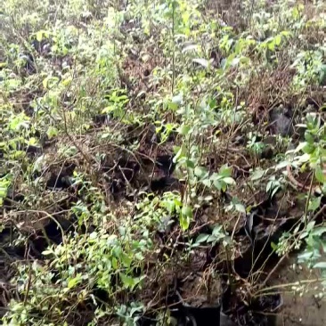4年蓝莓苗批发价格
