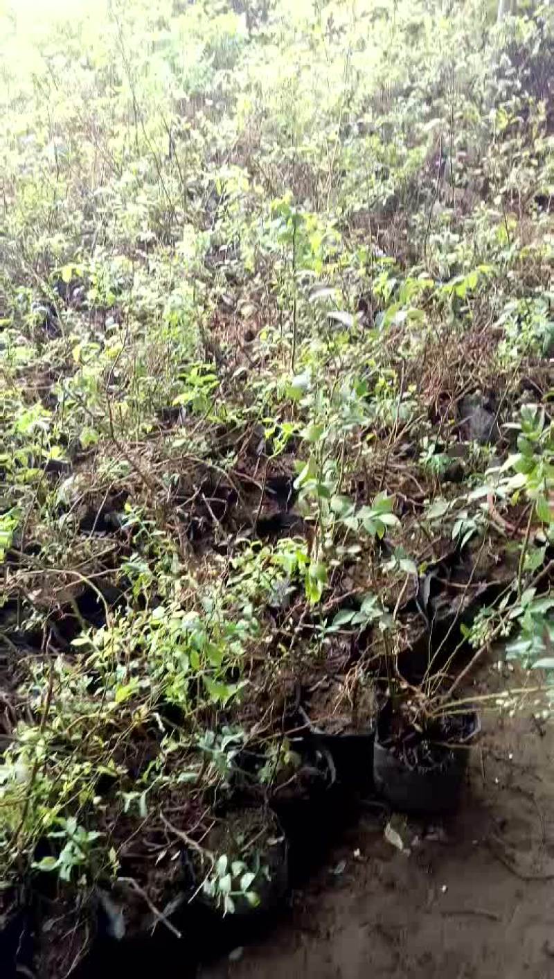 4年蓝莓苗批发价格