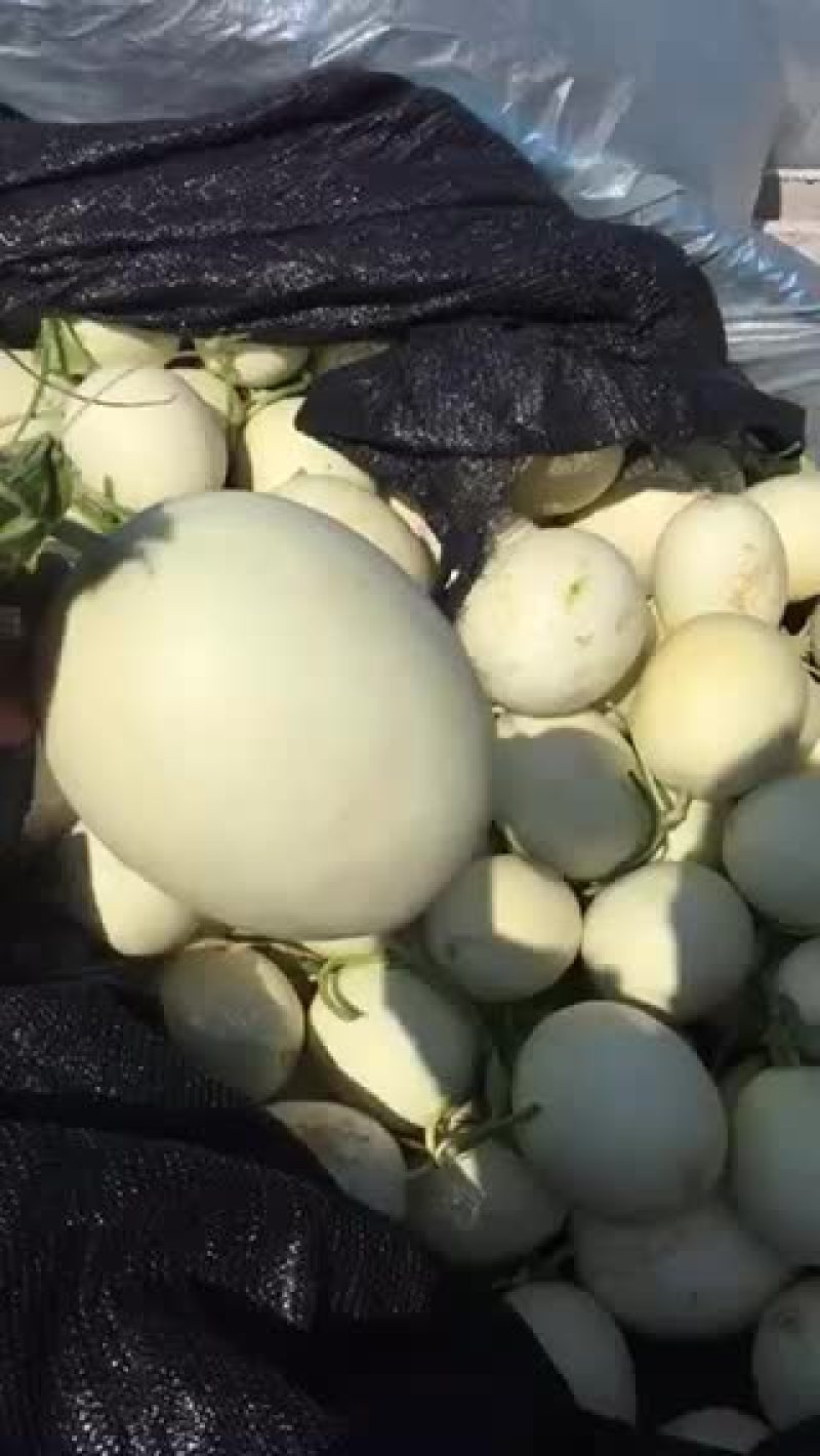 甜瓜统货3斤