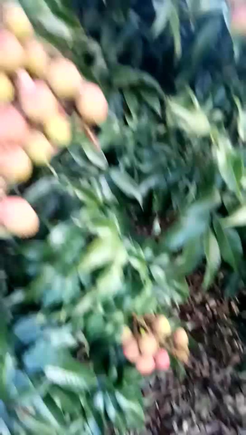 荔枝