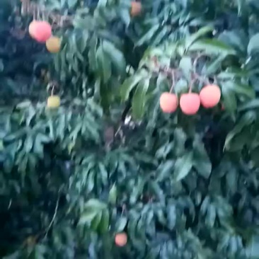 荔枝