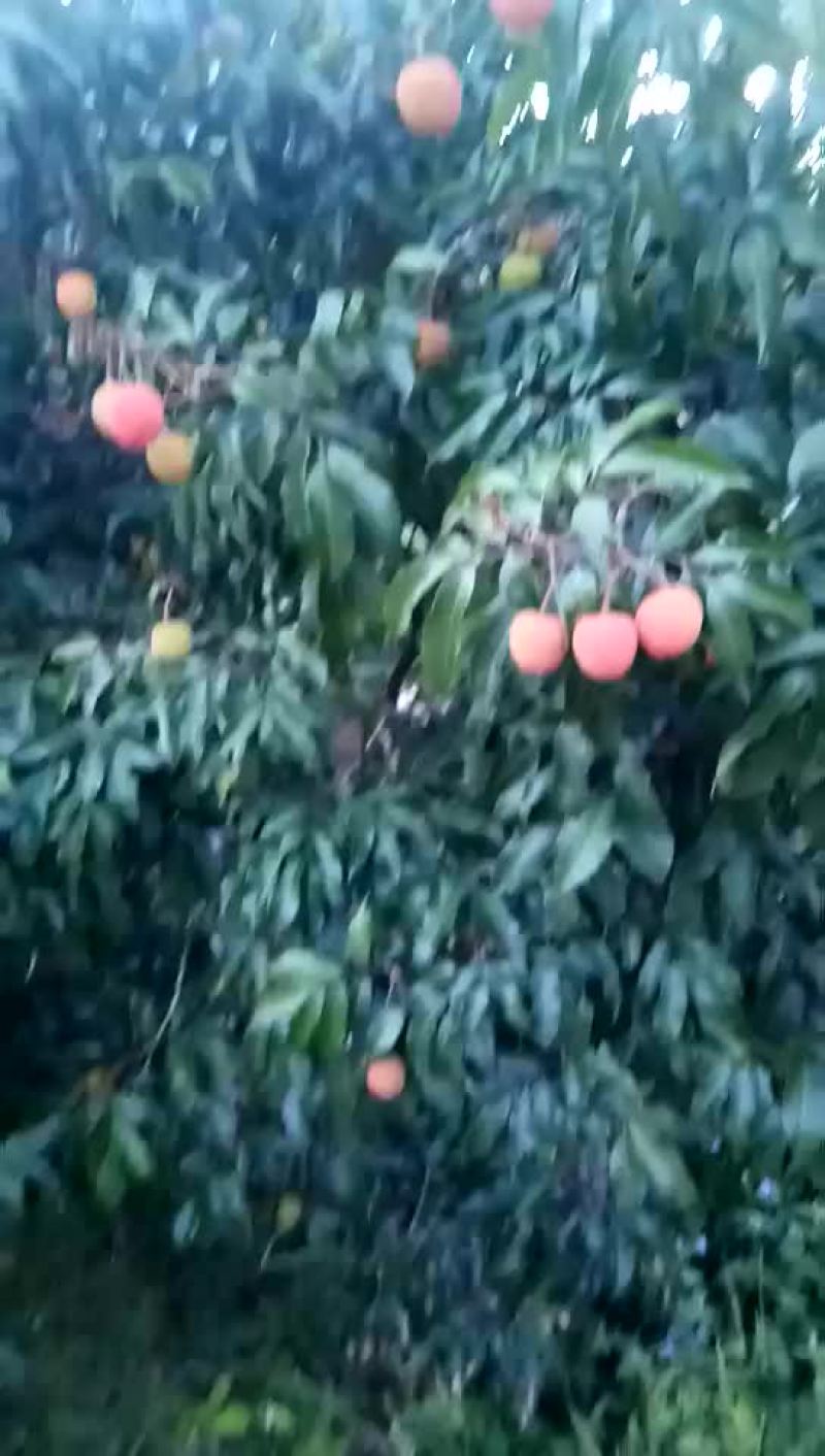 荔枝