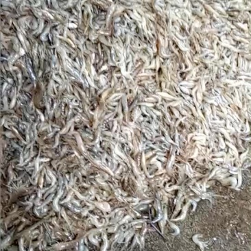 新鲜河虾
