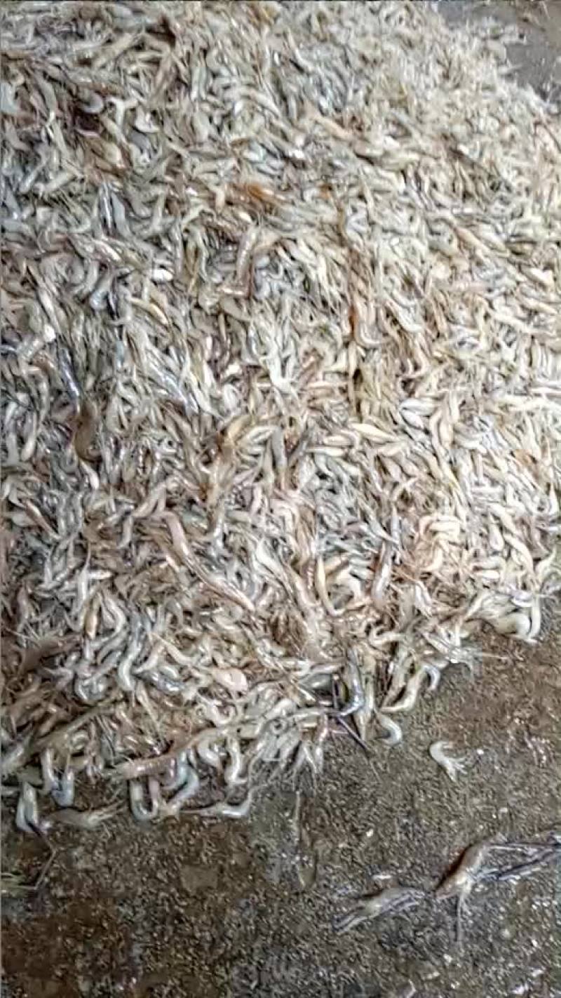 新鲜河虾