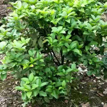 四季桂球