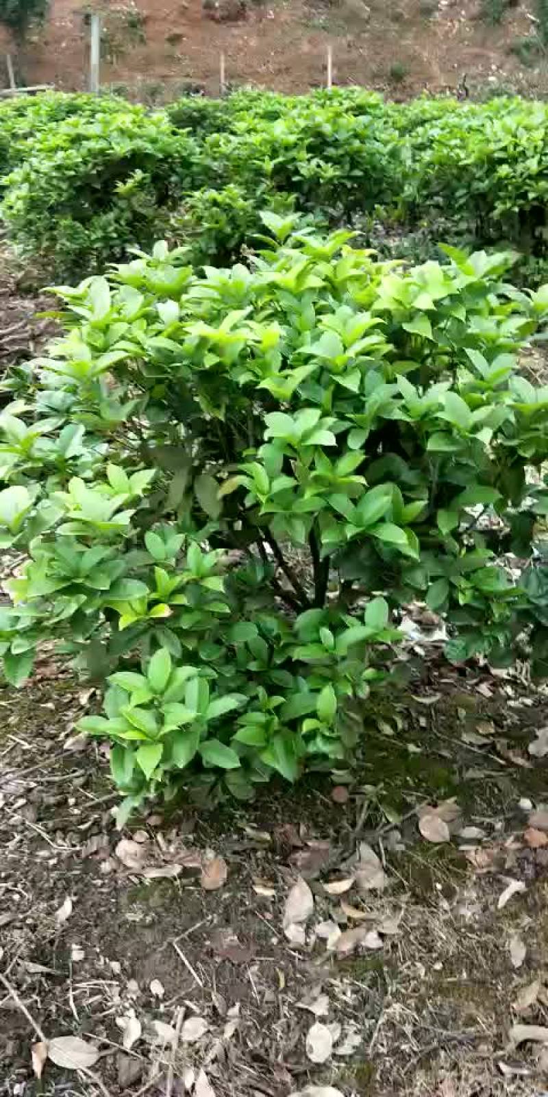 四季桂球