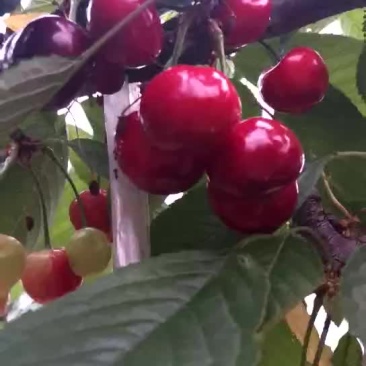 沂源大樱桃