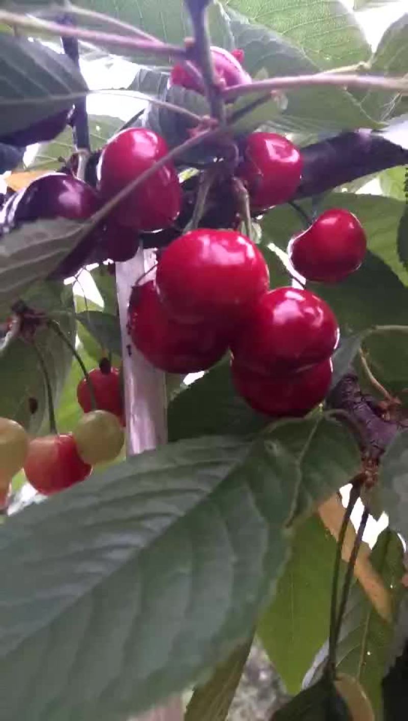 沂源大樱桃