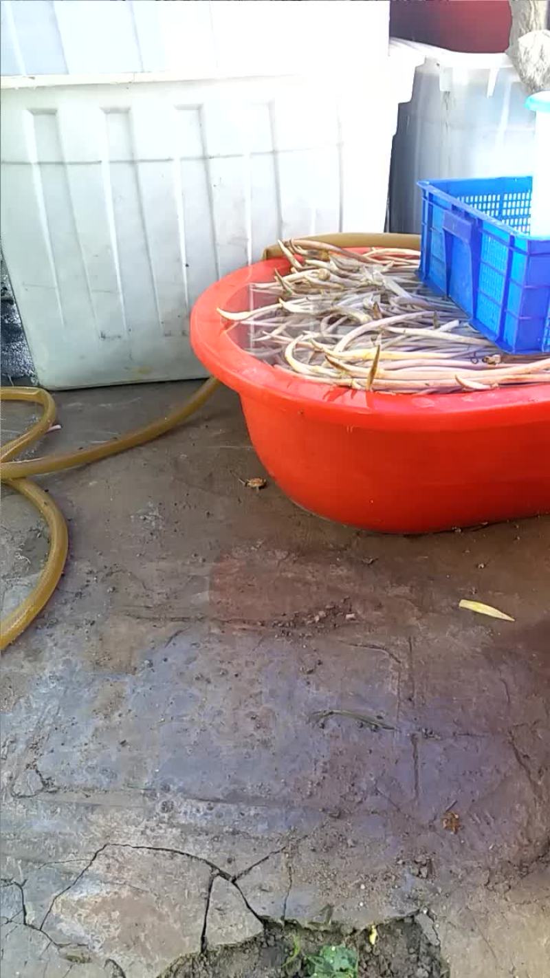 藕带