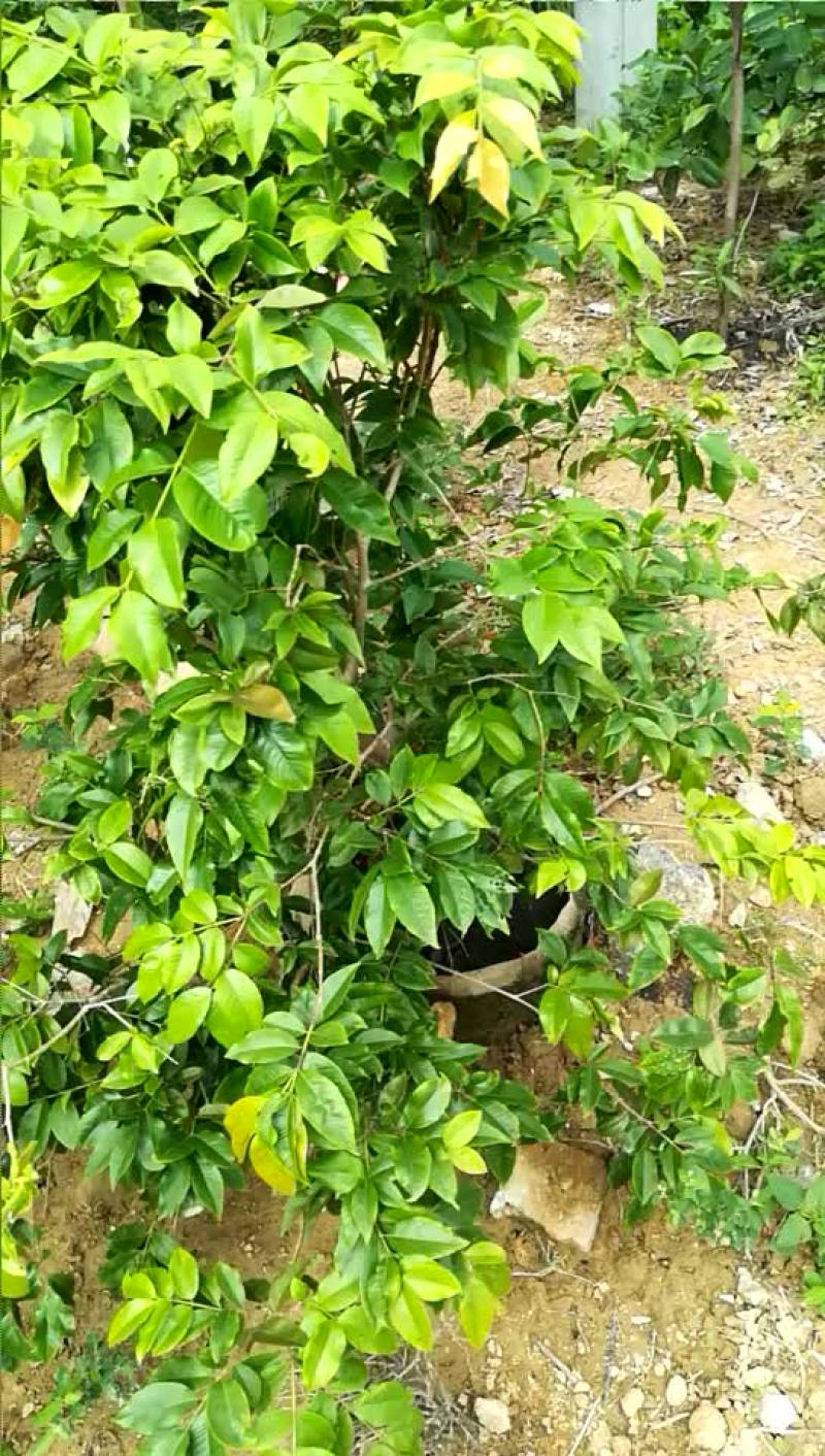 四季嘉宝果，带果，一边开花，一边结果，一年四季都在结果，