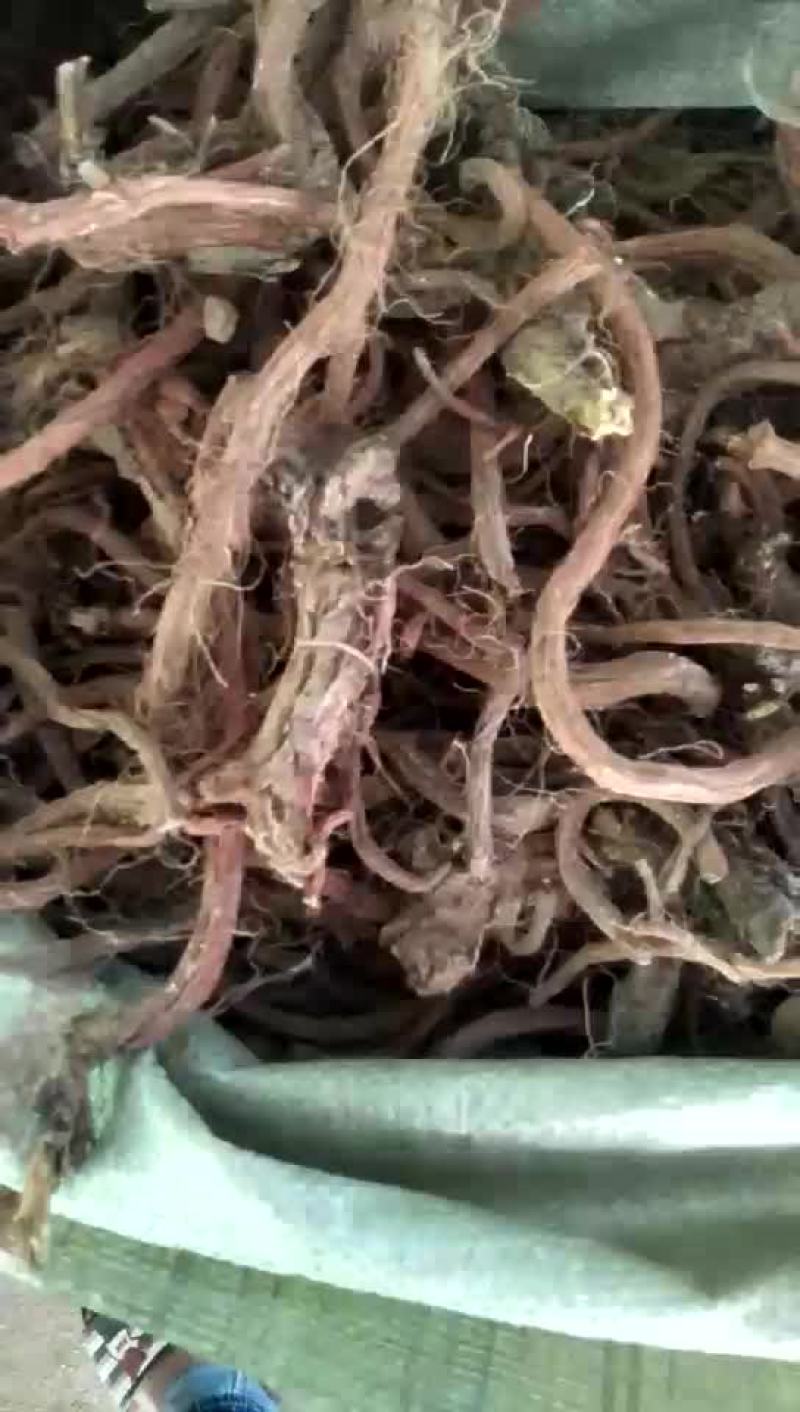 丹参统货