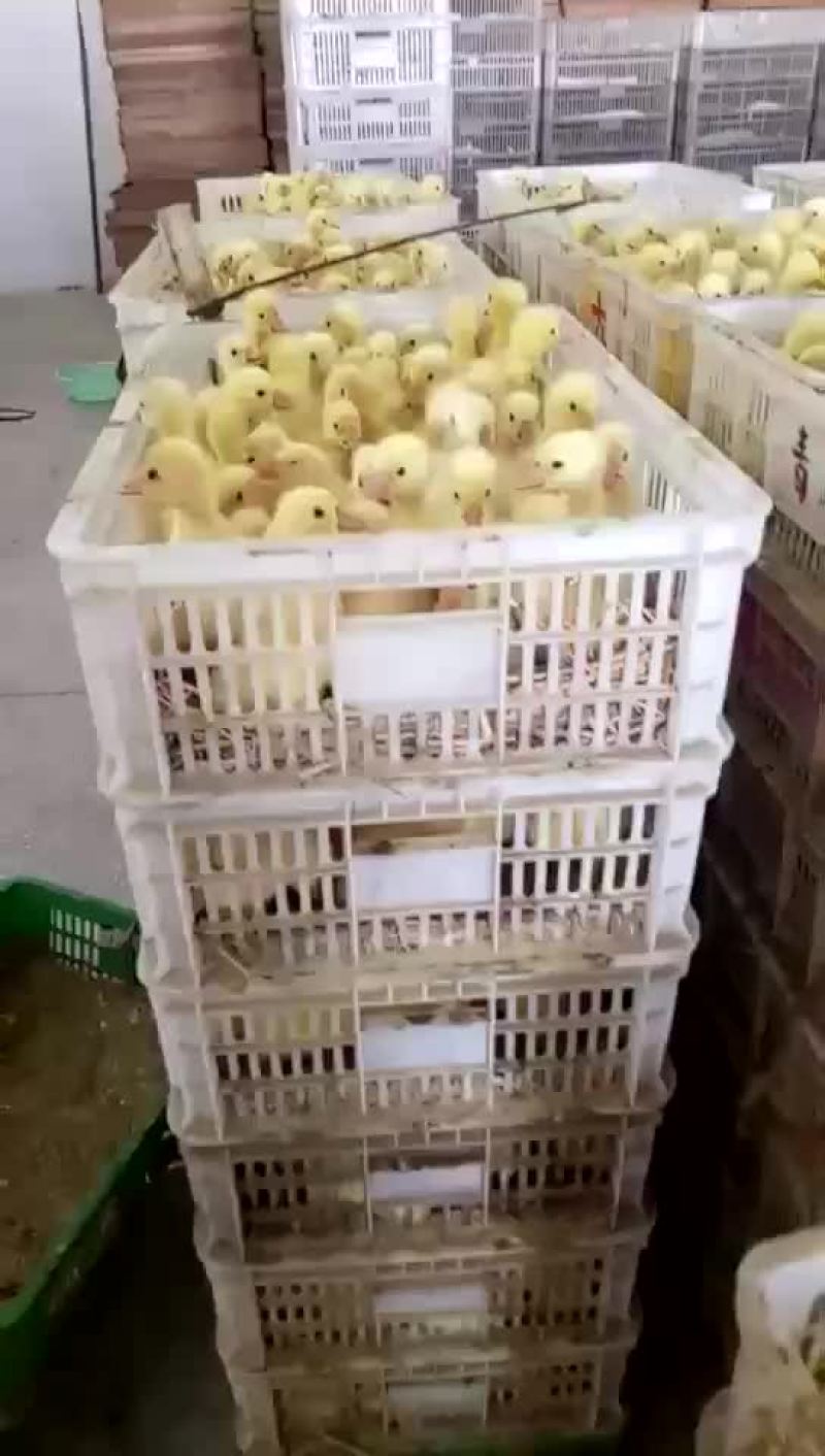 鹅苗，