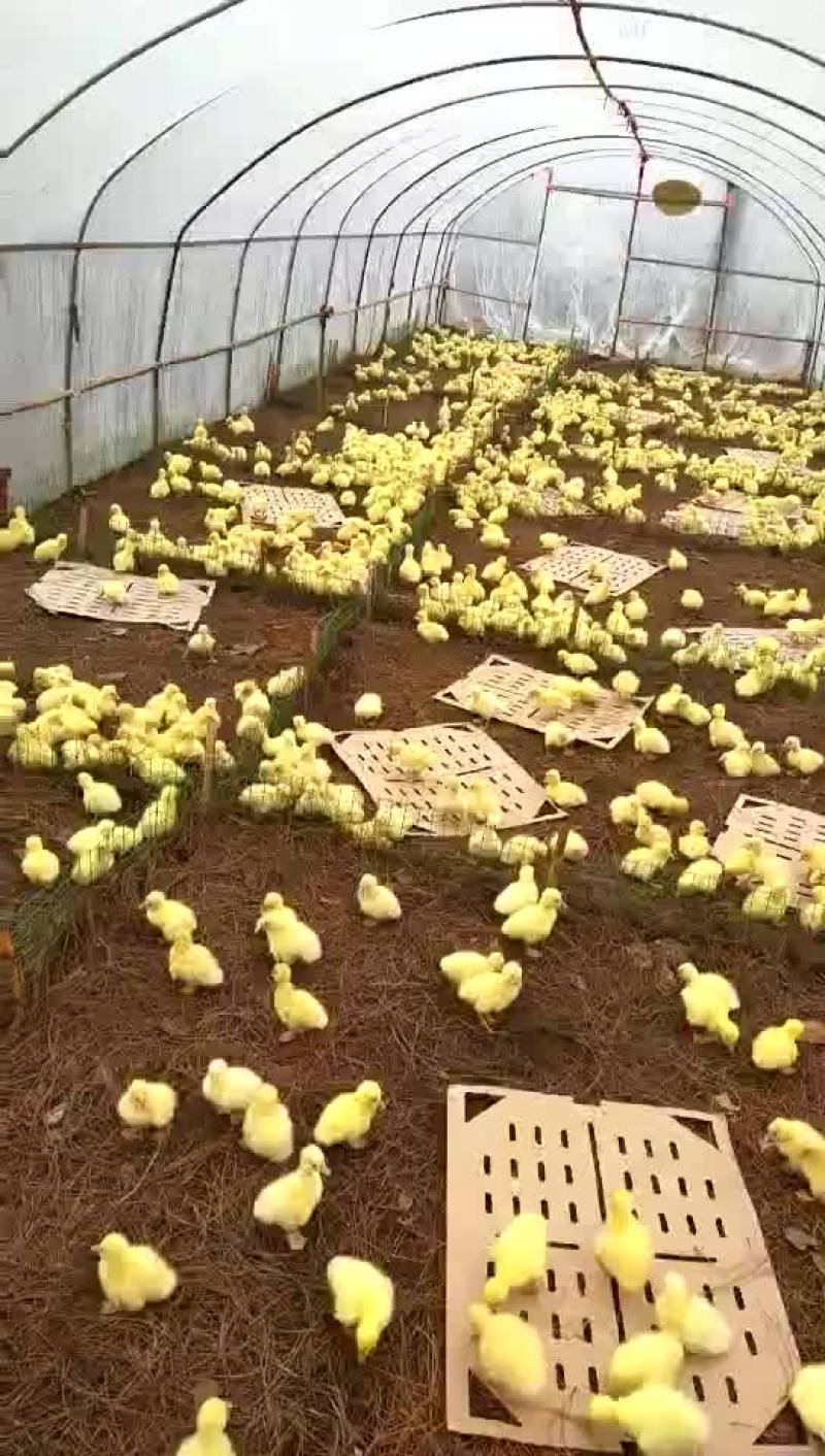 鹅苗，
