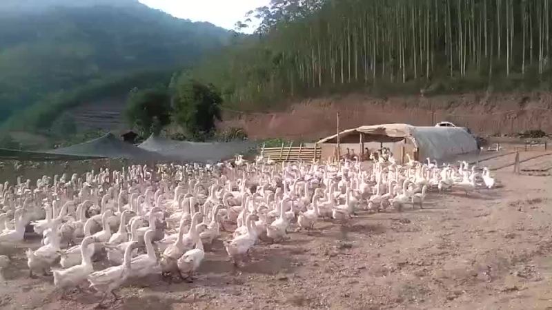 鹅苗，