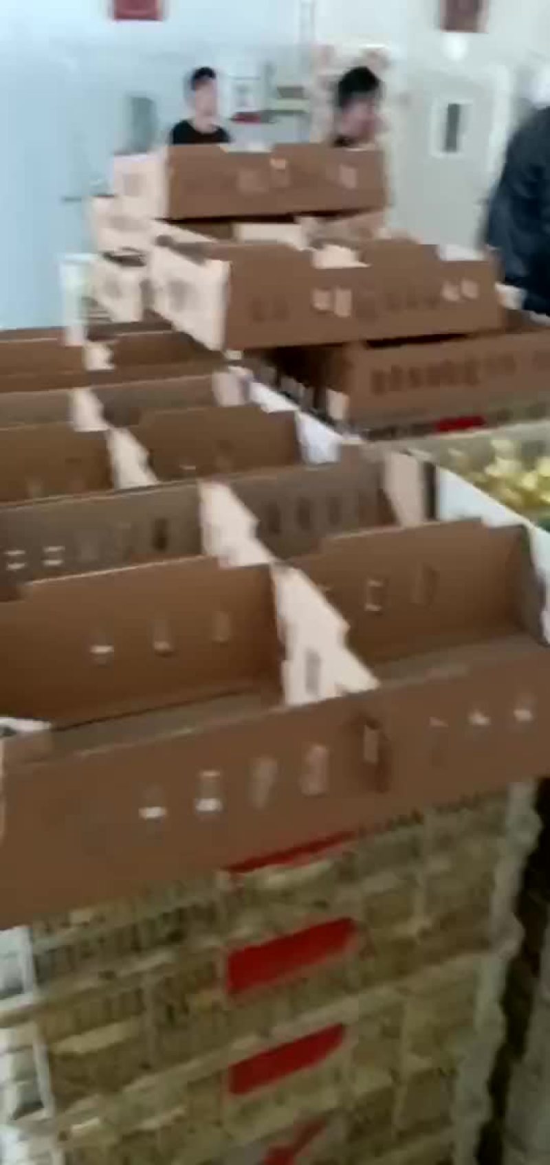 鹅苗，
