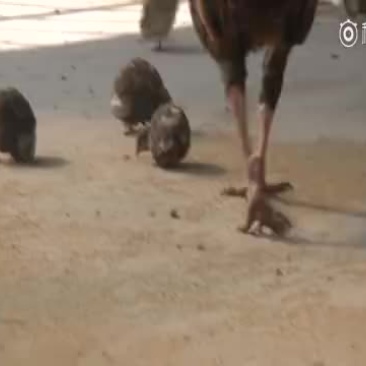 芦丁鸡宠物新秀
