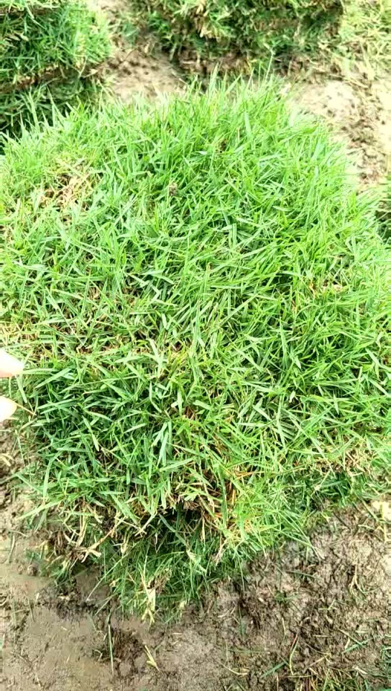 马尼拉草