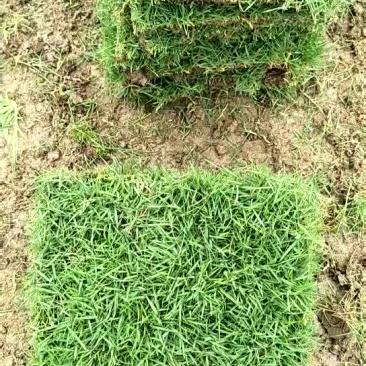 马尼拉草