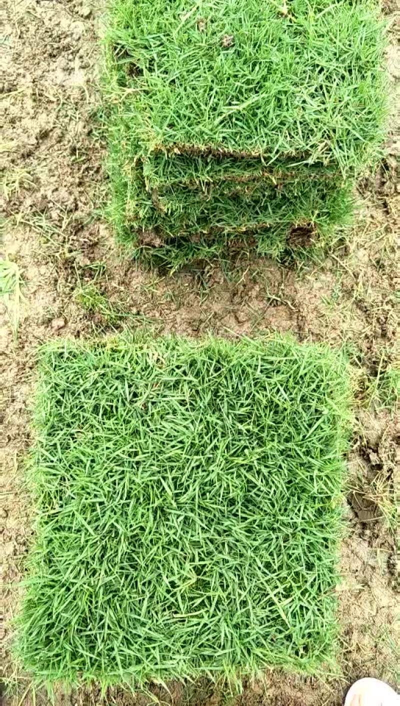 马尼拉草