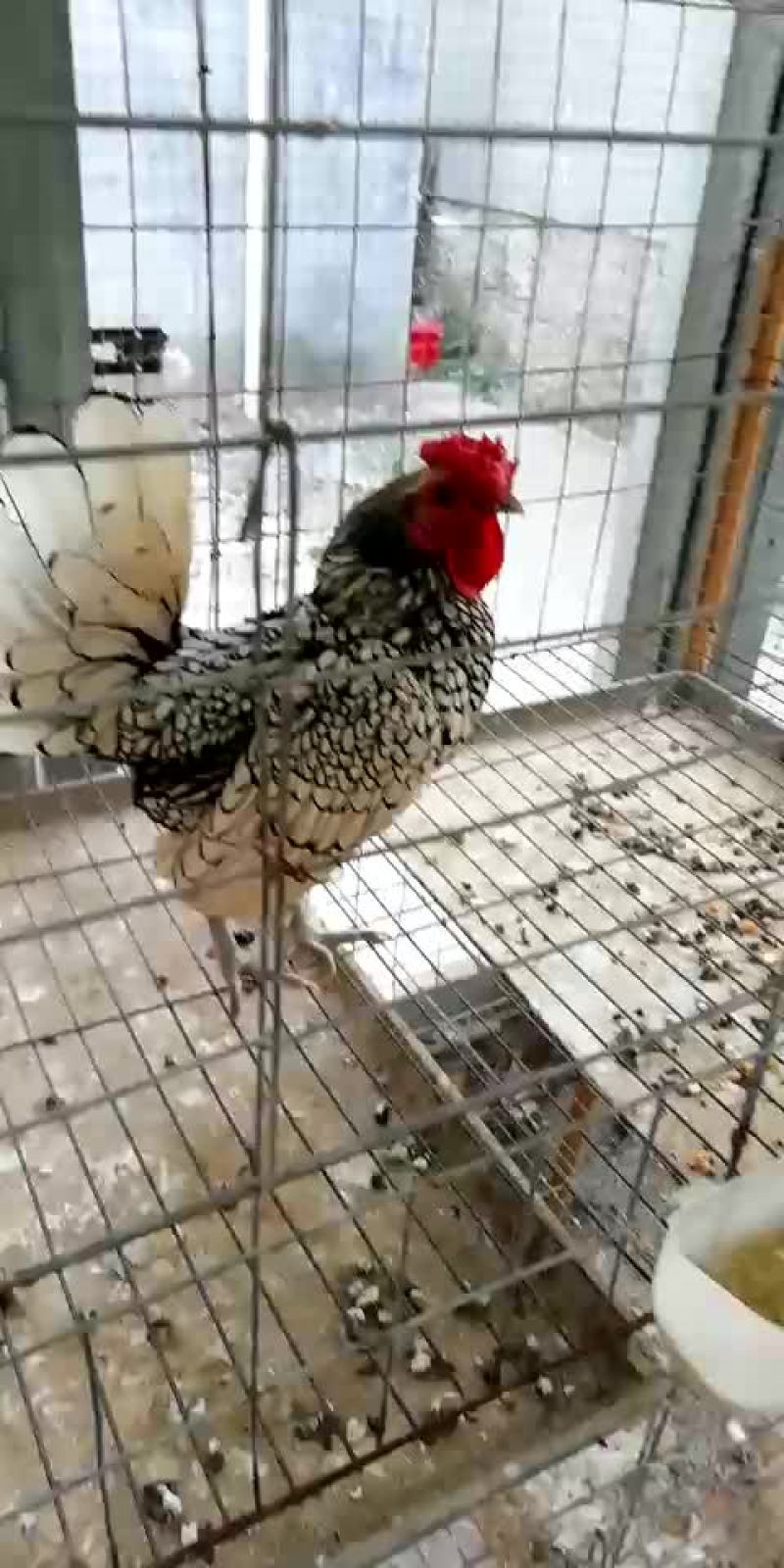 观赏鸡的价格观赏鸡出售2-3斤的观赏鸡