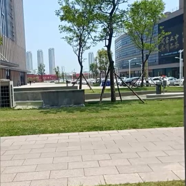 香樟