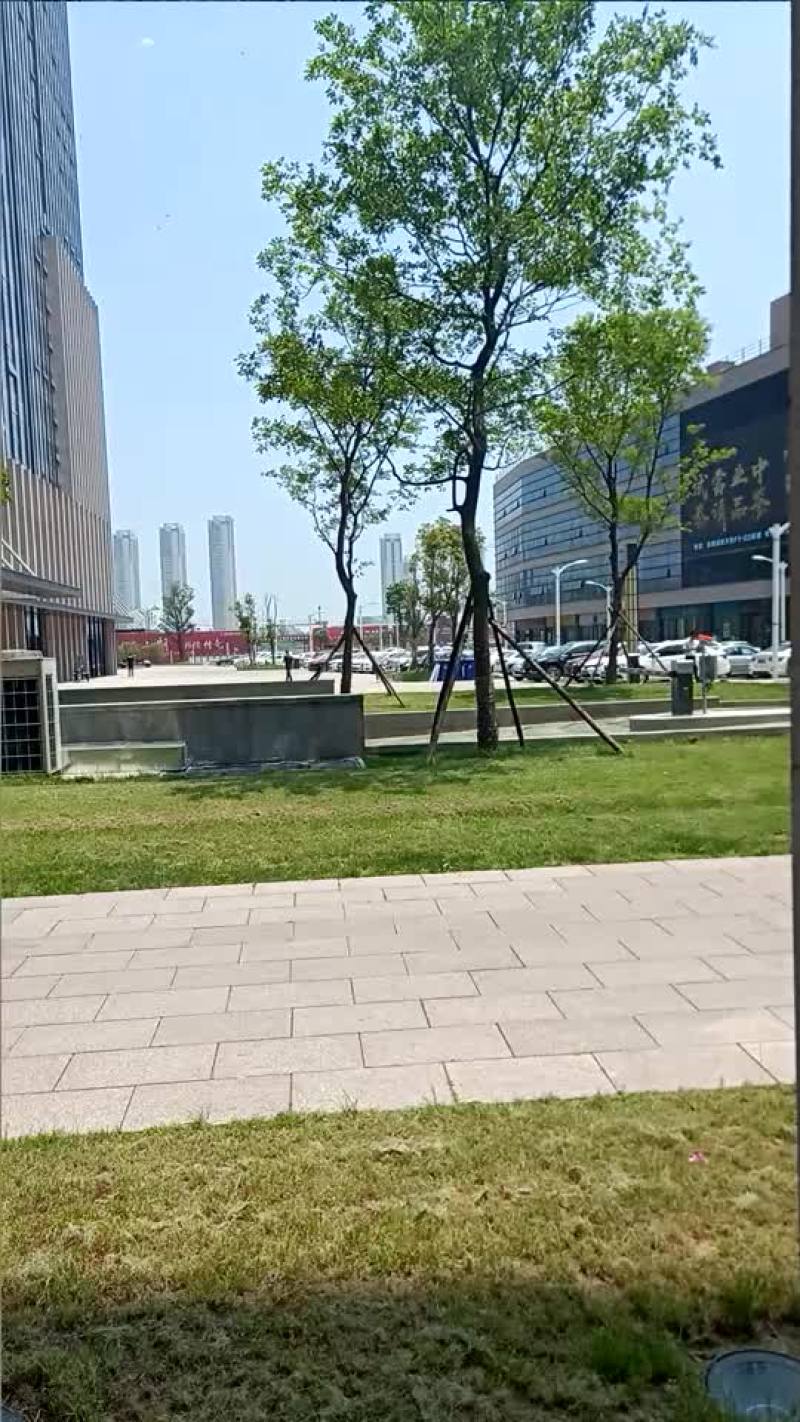 香樟