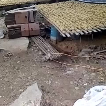 河南变蛋松花蛋鸡皮蛋