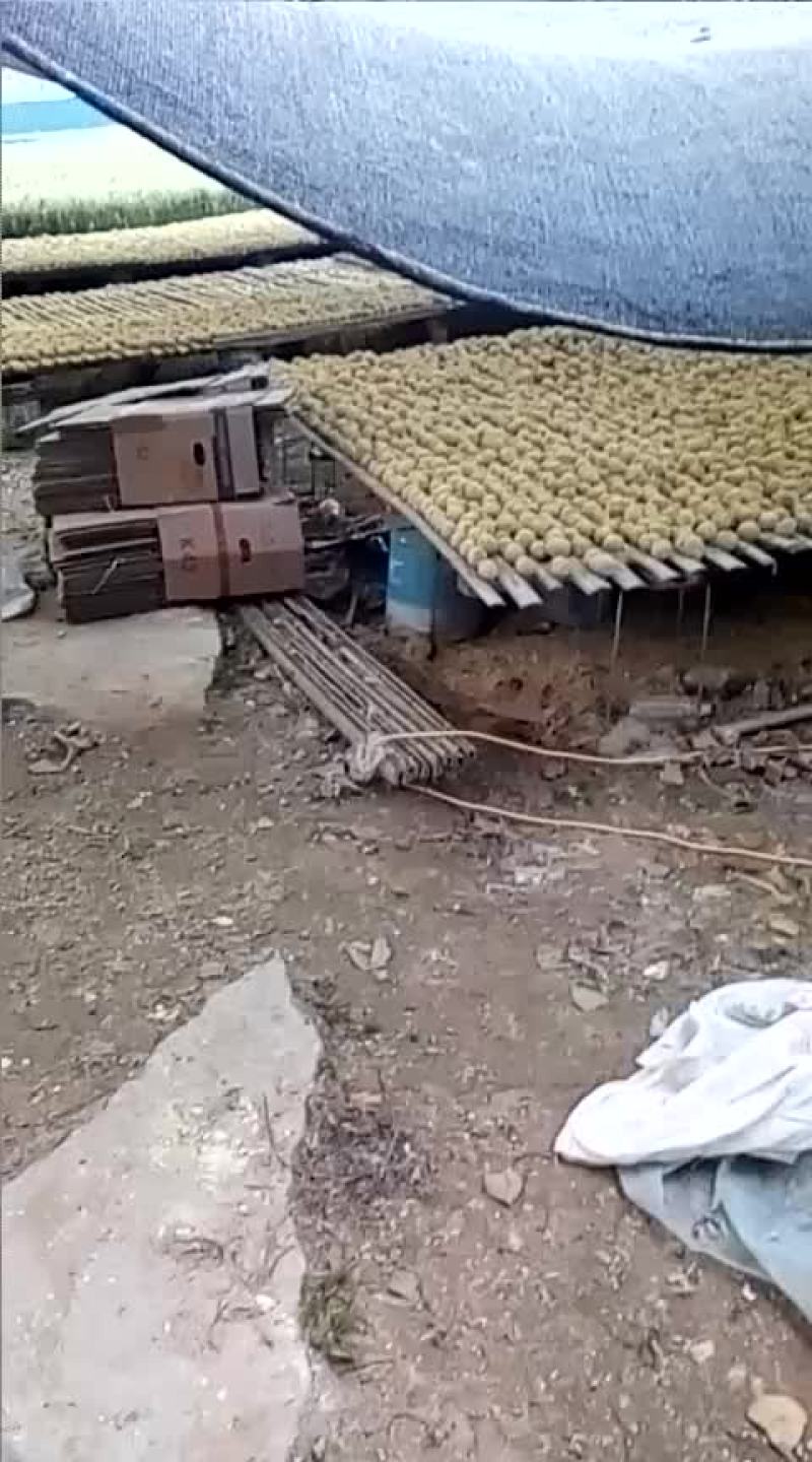 河南变蛋松花蛋鸡皮蛋