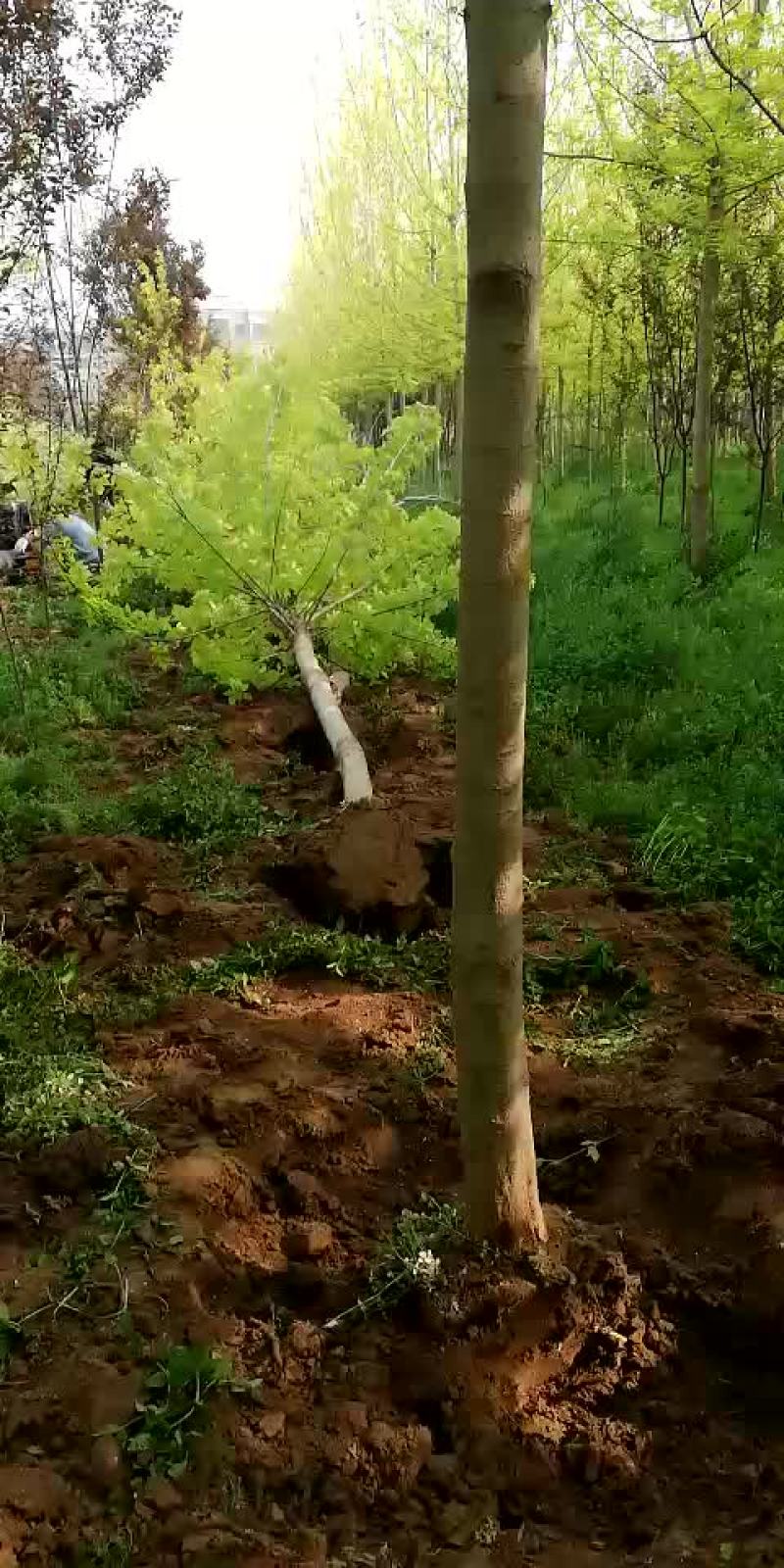 出售速生白蜡，10-12公分
