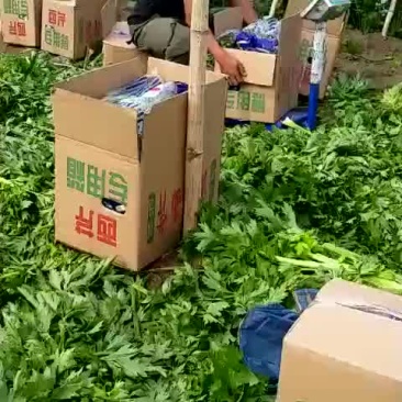 西芹大量上市