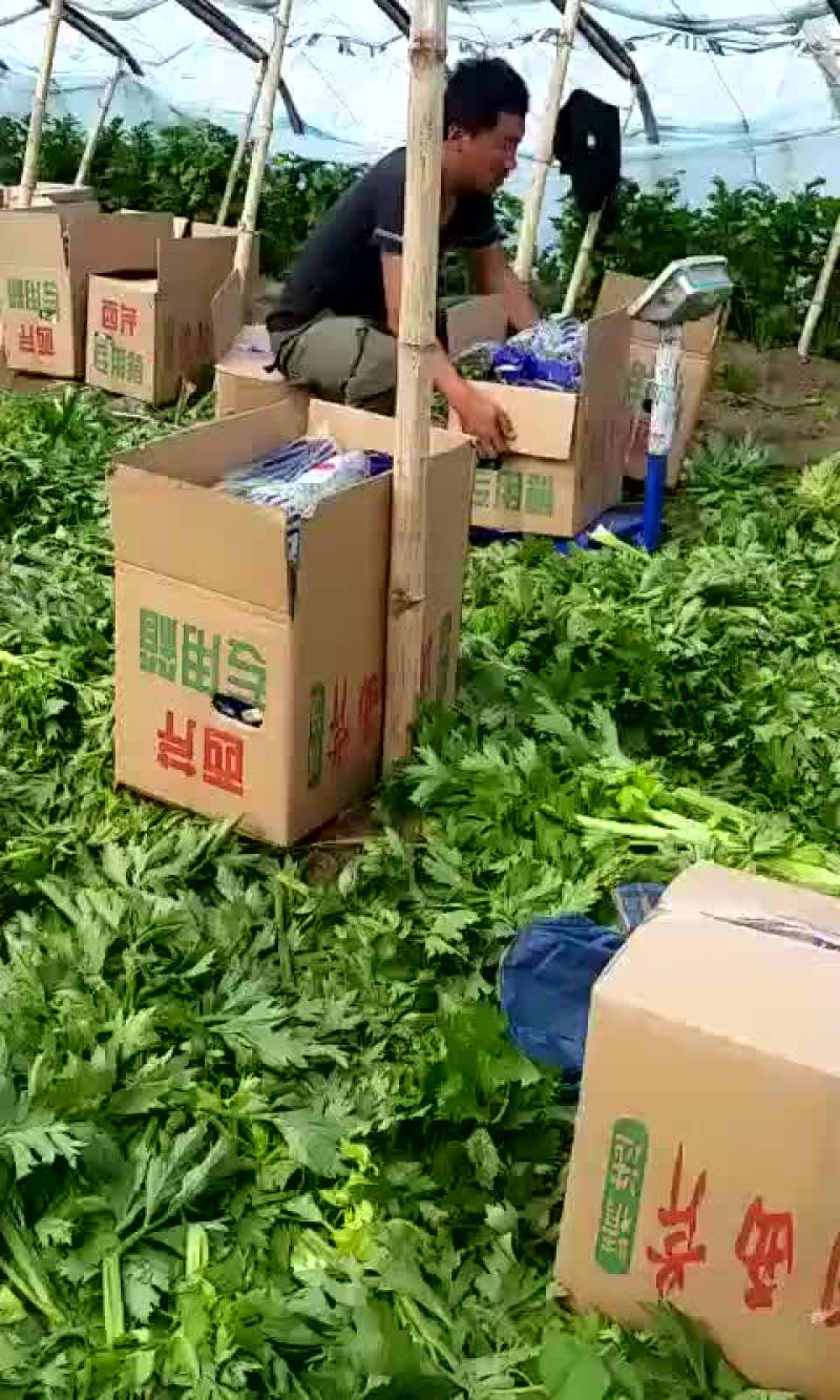 西芹大量上市