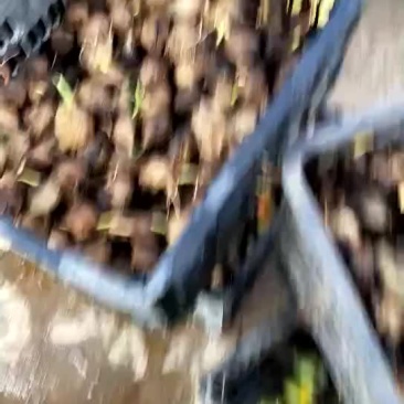 槟榔苗