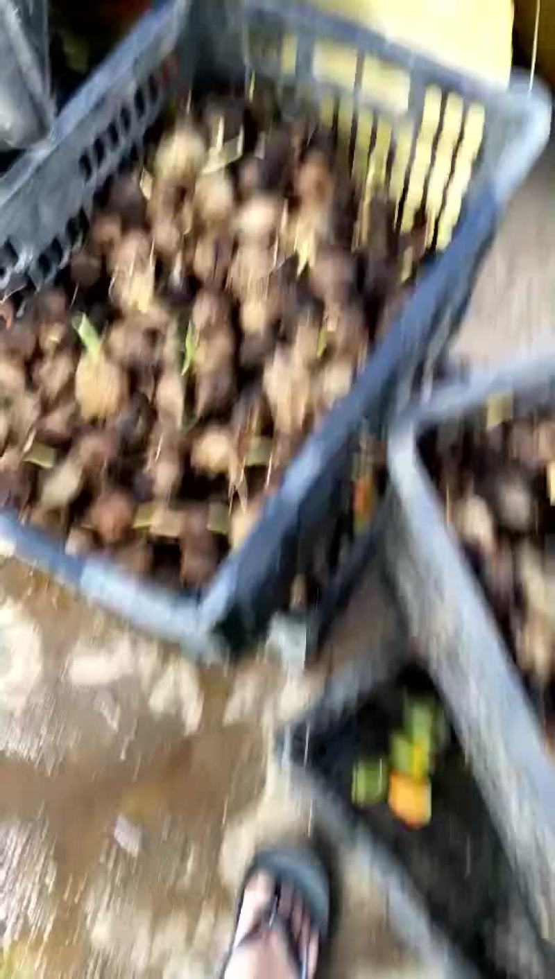 槟榔苗