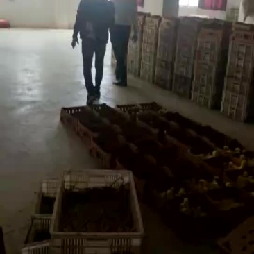 销售各种鹅苗，