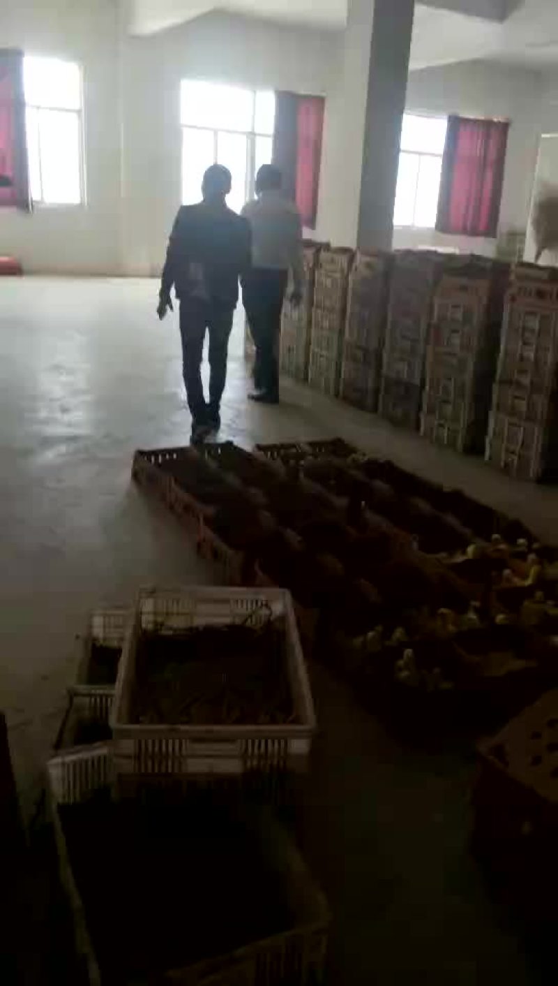 销售各种鹅苗，