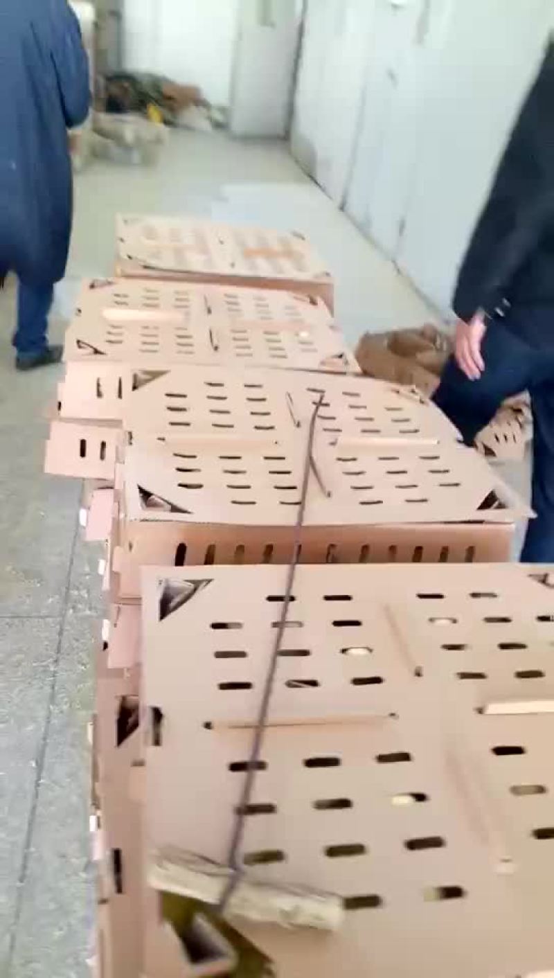 销售各种鹅苗，