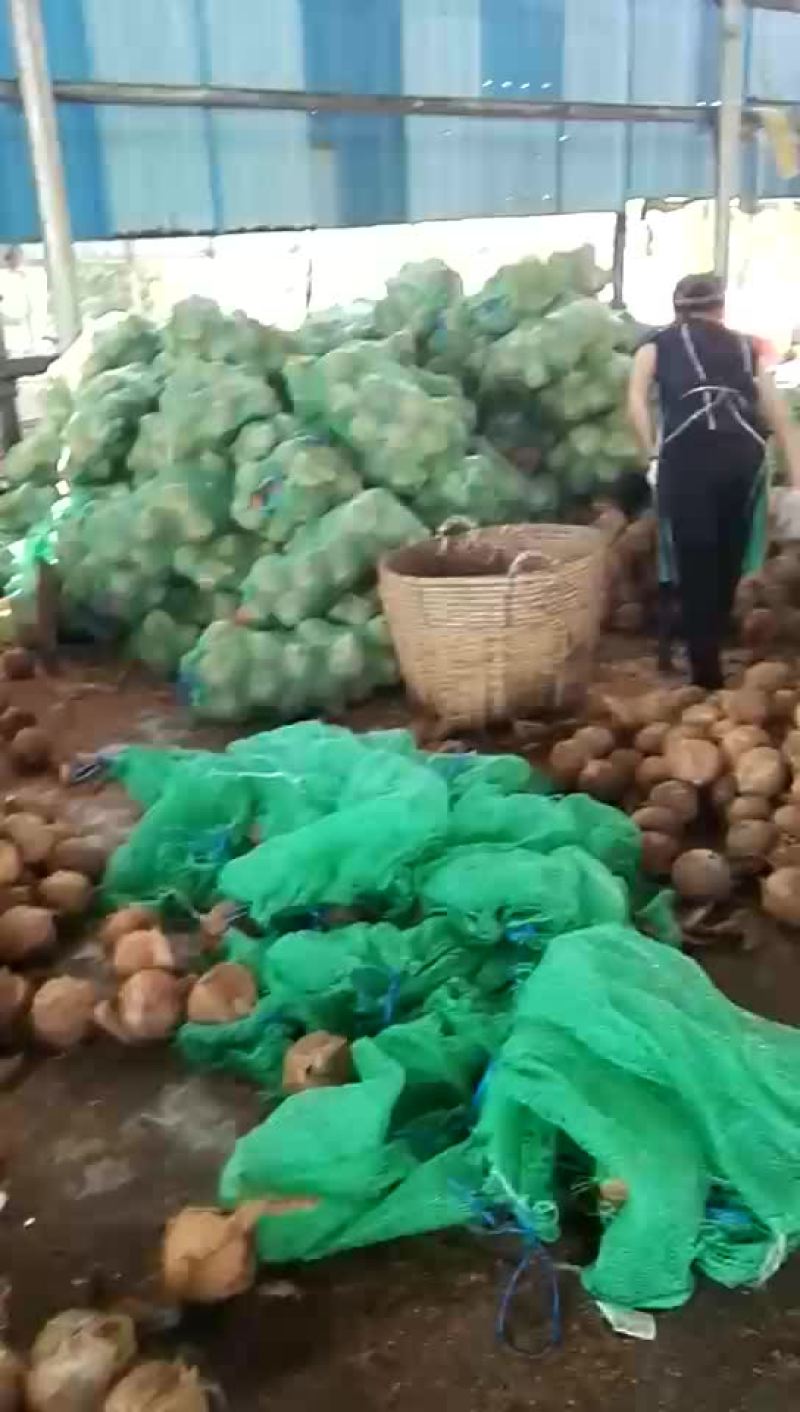 新鲜老椰子